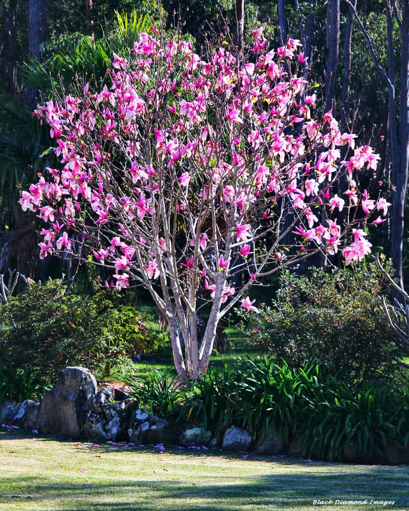 Magnolia Tree Pictures 67