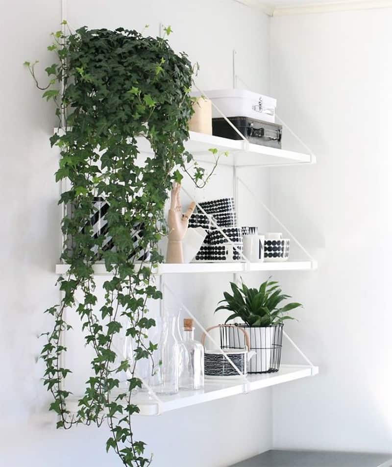 How to Decorate Your Interior with Green Indoor Plants and ...