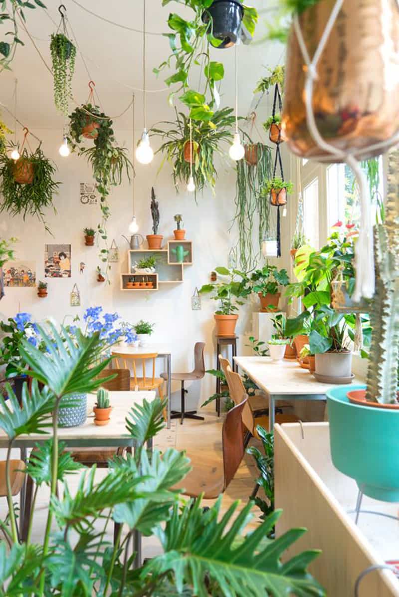 Ideas of How to Display Indoor Plants Harmoniously