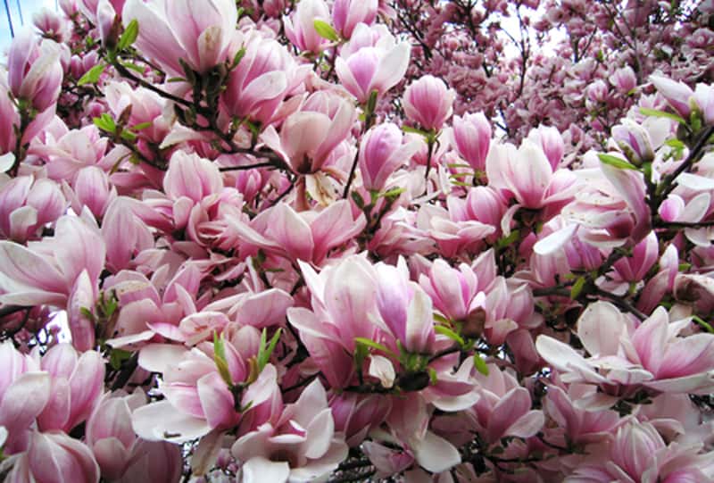 magnolia tree_designrulz (11)