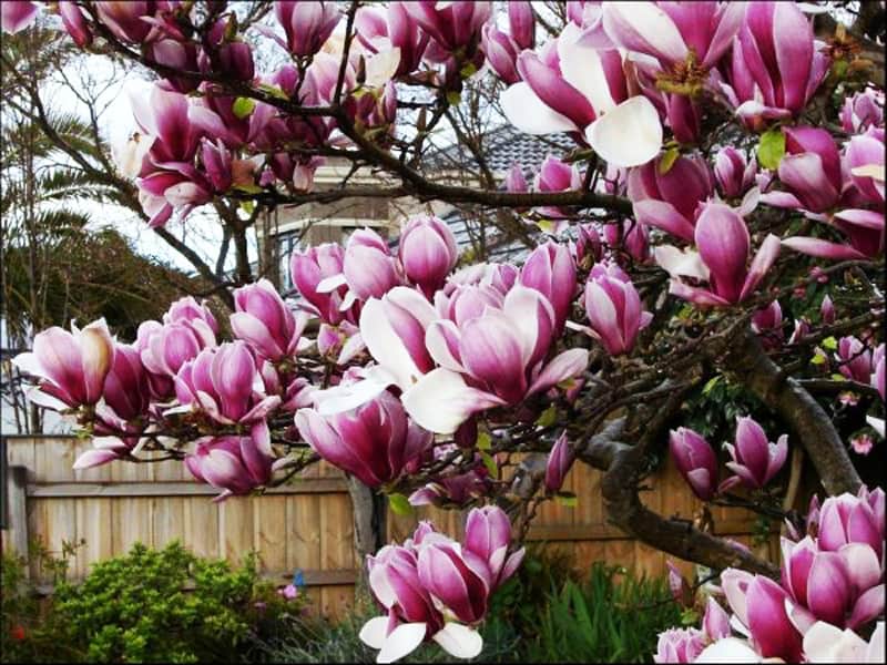 magnolia tree_designrulz (14)