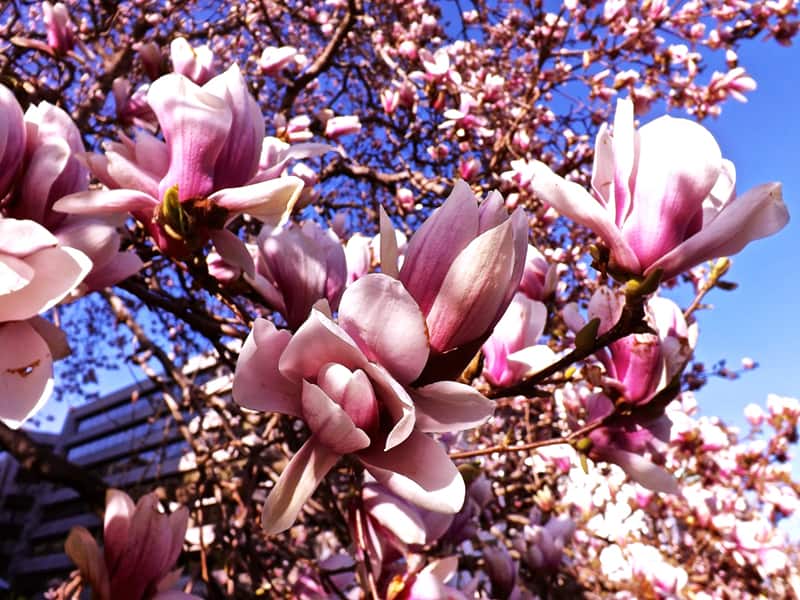magnolia tree_designrulz (24)