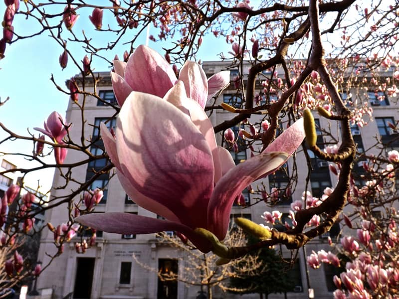 magnolia tree_designrulz (25)