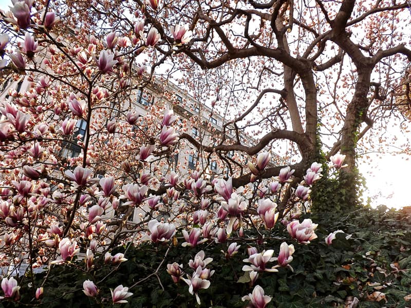 magnolia tree_designrulz (27)