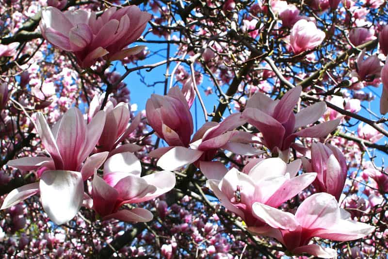 magnolia tree_designrulz (3)