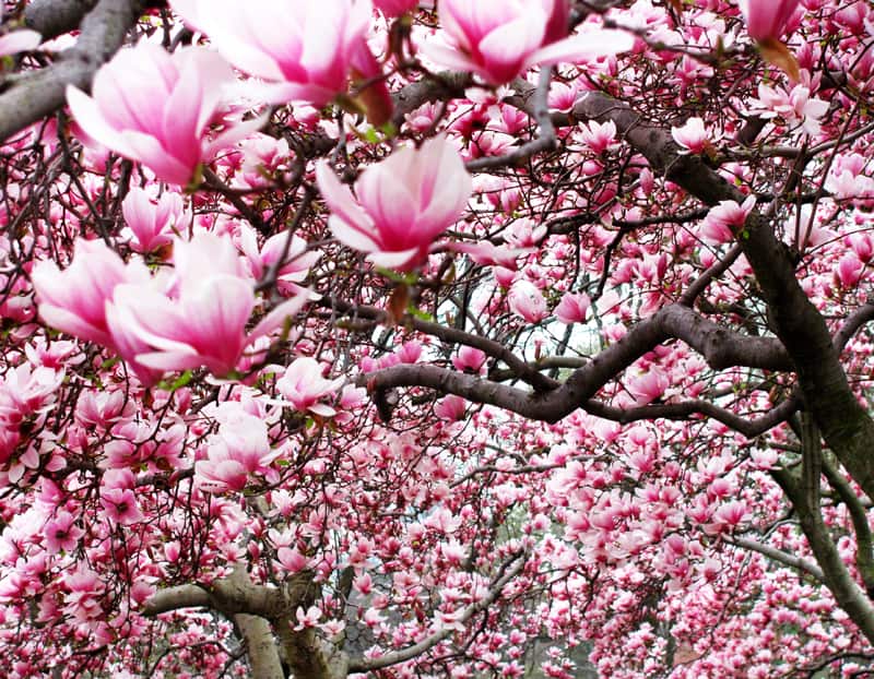 magnolia tree_designrulz (31)