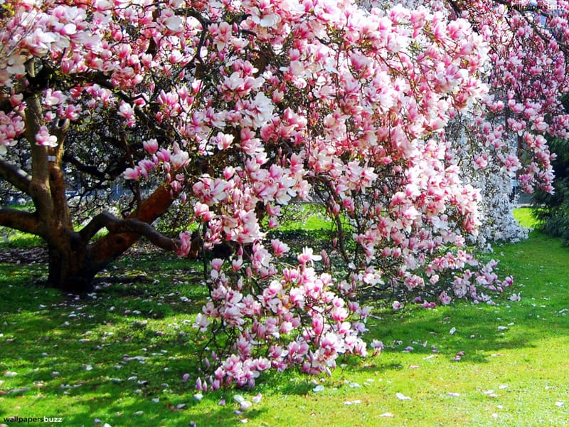 magnolia tree_designrulz (32)