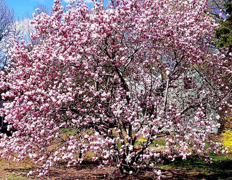 magnolia tree_designrulz (36)