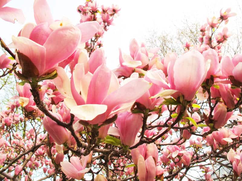 magnolia tree_designrulz (7)