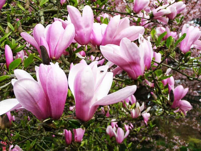 magnolia tree_designrulz (8)