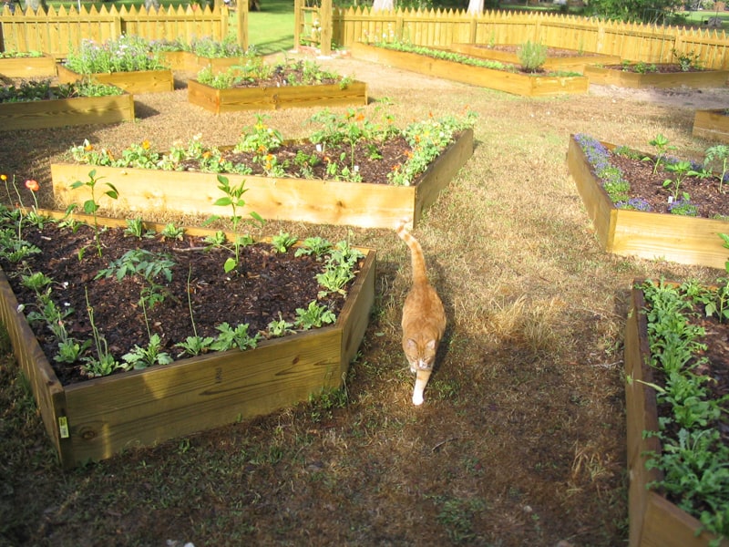 cat-friendly garden-designrulz(1)