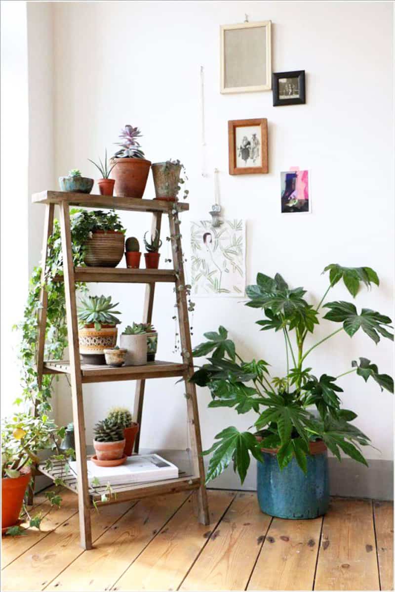 indoor plants- designrulz (14)