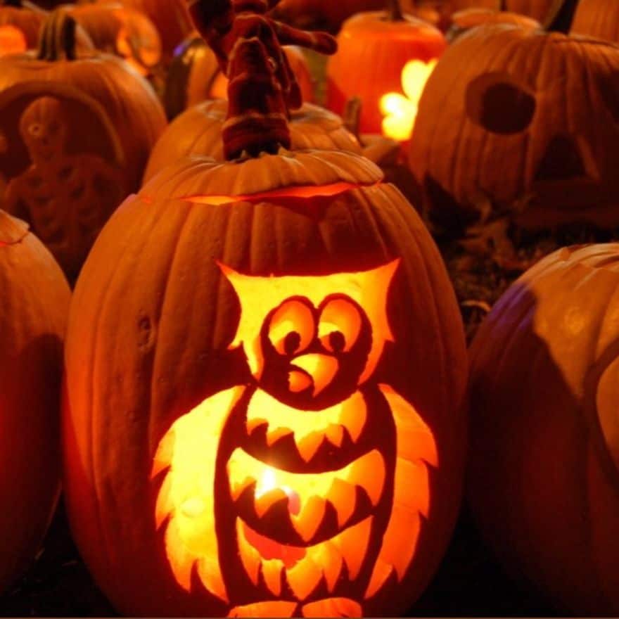 owl carved pumpkins