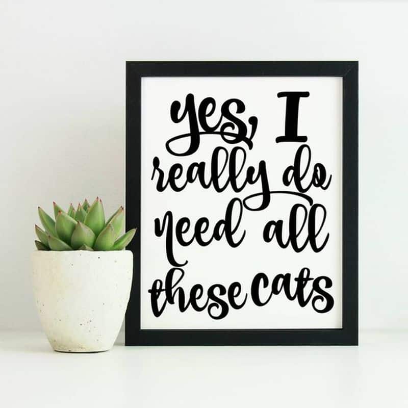 funniest cat quotes 