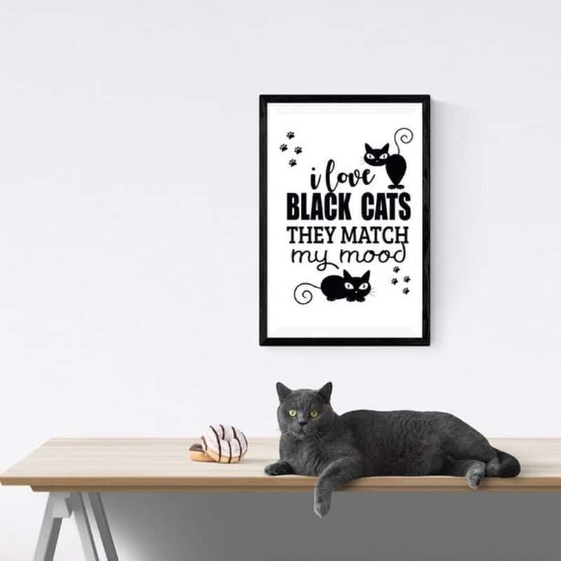 funny cat posters