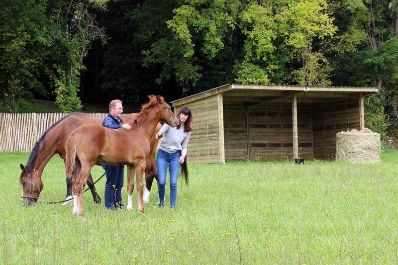 Horse’s Comfort with a Paddock Shelter and 8 Winter Horse Care Tips