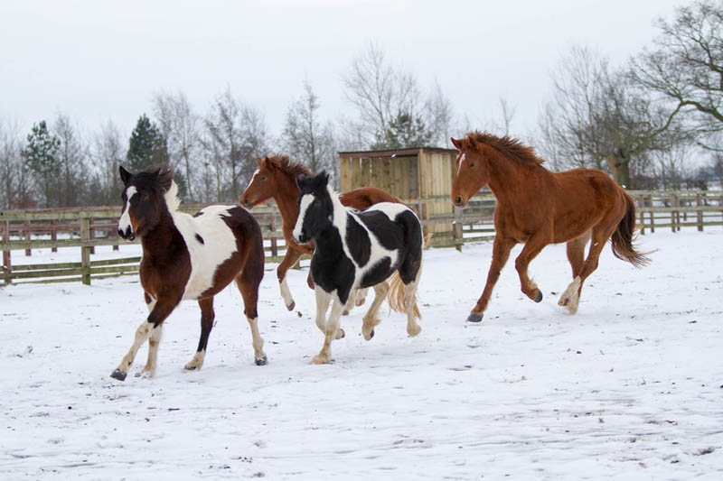 Horse’s Comfort with a Paddock Shelter and 8 Winter Horse Care Tips